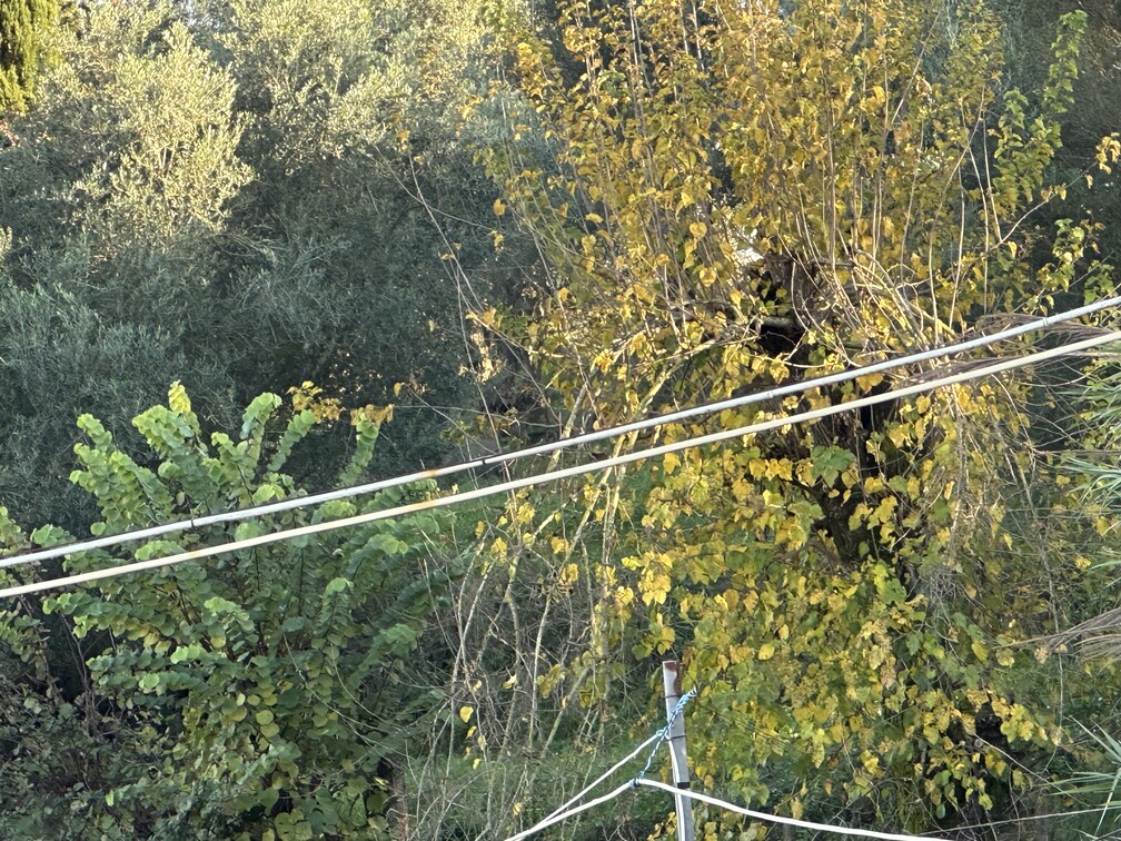Οικόπεδο  σε πλειστηριασμό Δήμος Κέρκυρας