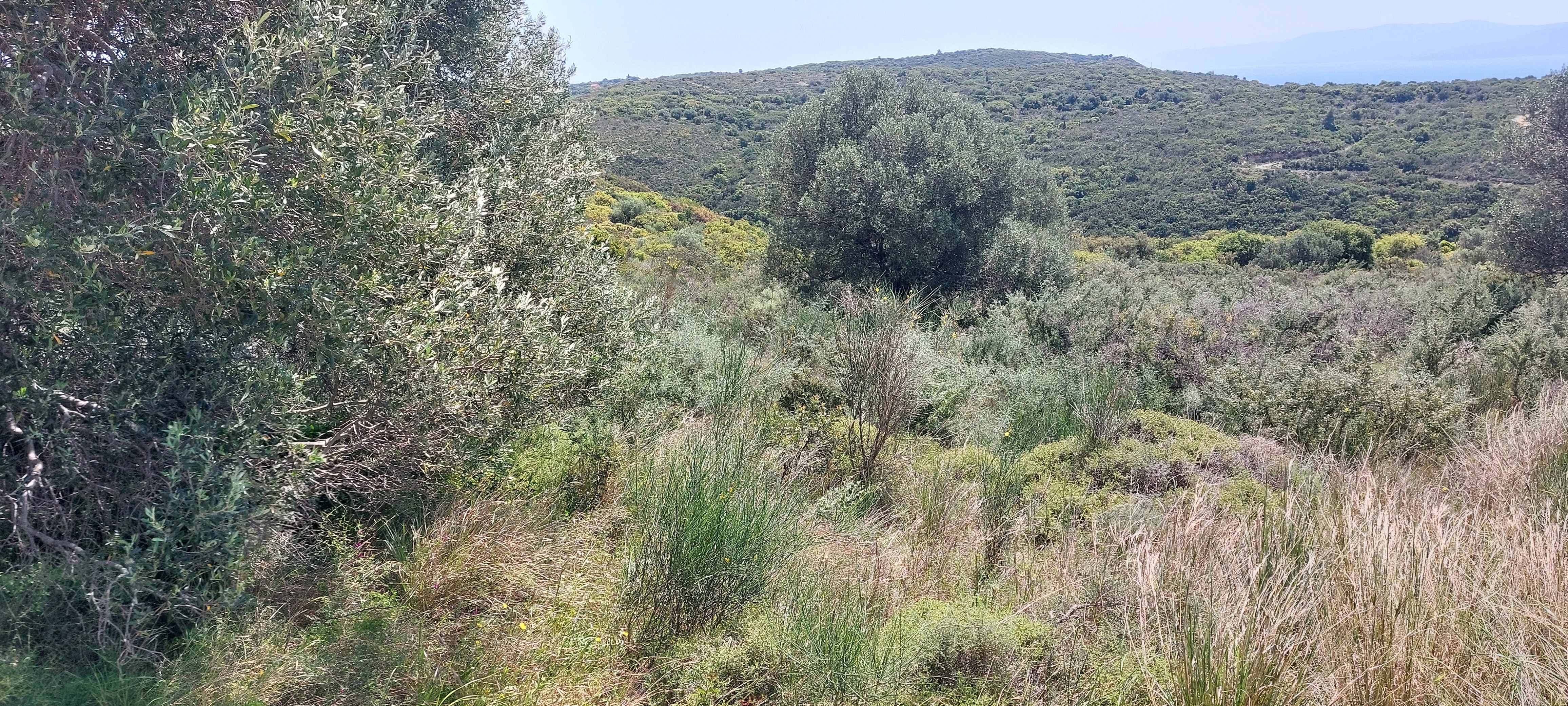Αγροτεμάχιο  σε πλειστηριασμό Δήμος Κεφαλονιάς