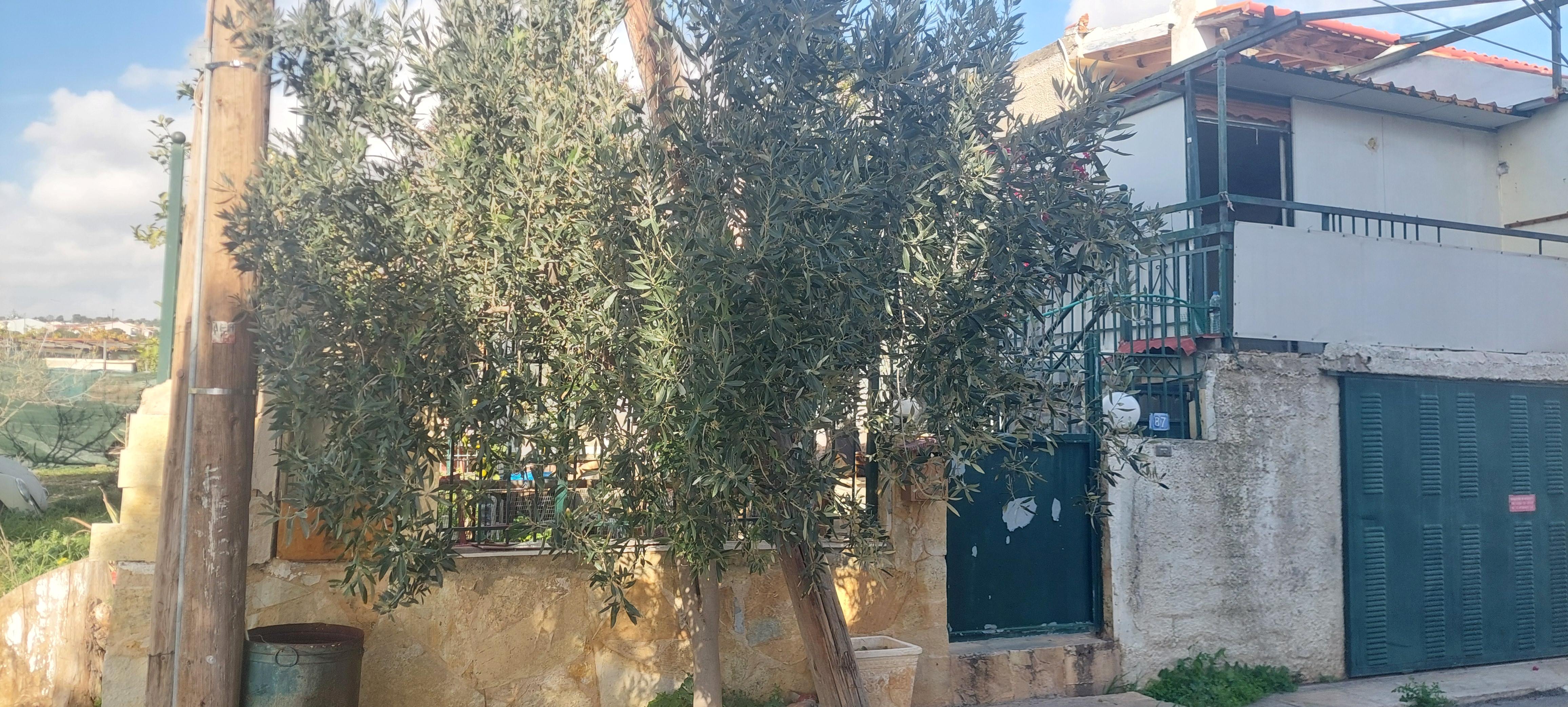 photo1