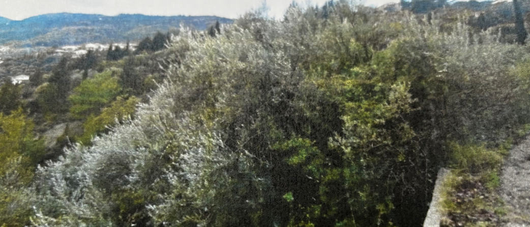 Οικόπεδο  σε πλειστηριασμό Δήμος Λευκάδος
