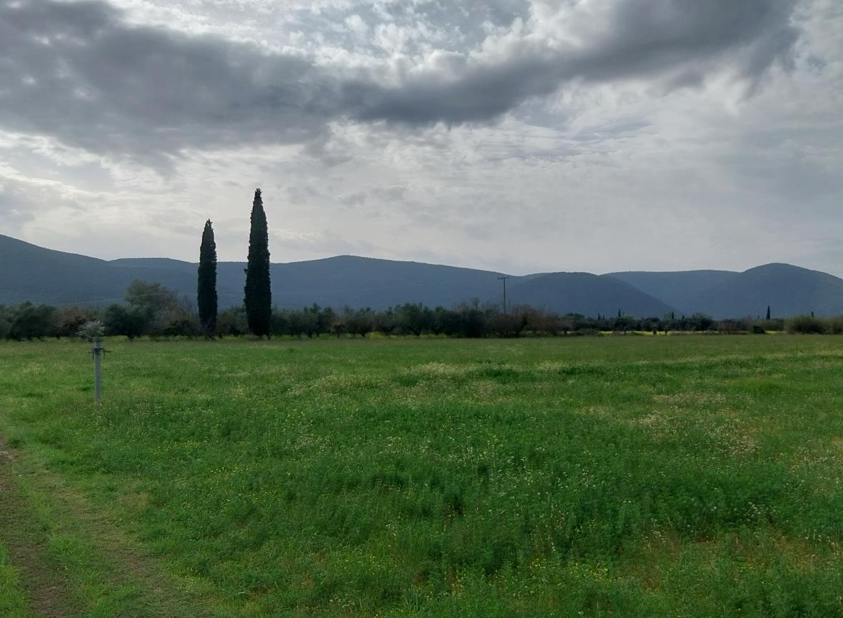 Αγροτεμάχιο  σε πλειστηριασμό Δήμος Οιχαλίας
