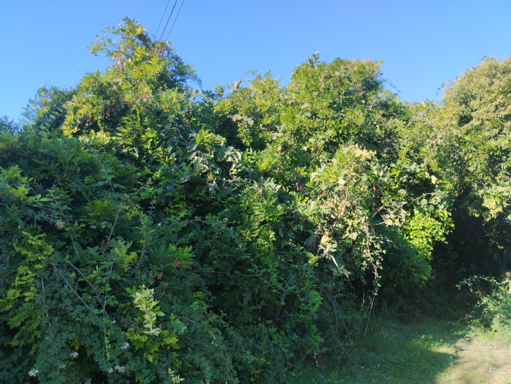 photo1