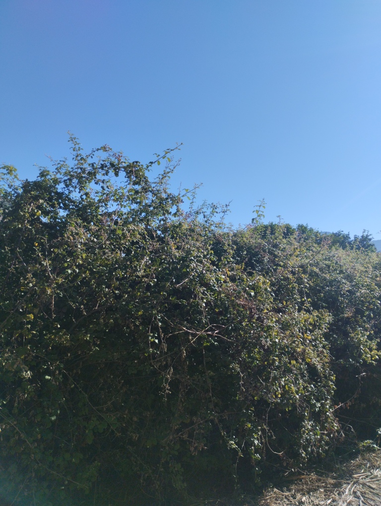 photo0