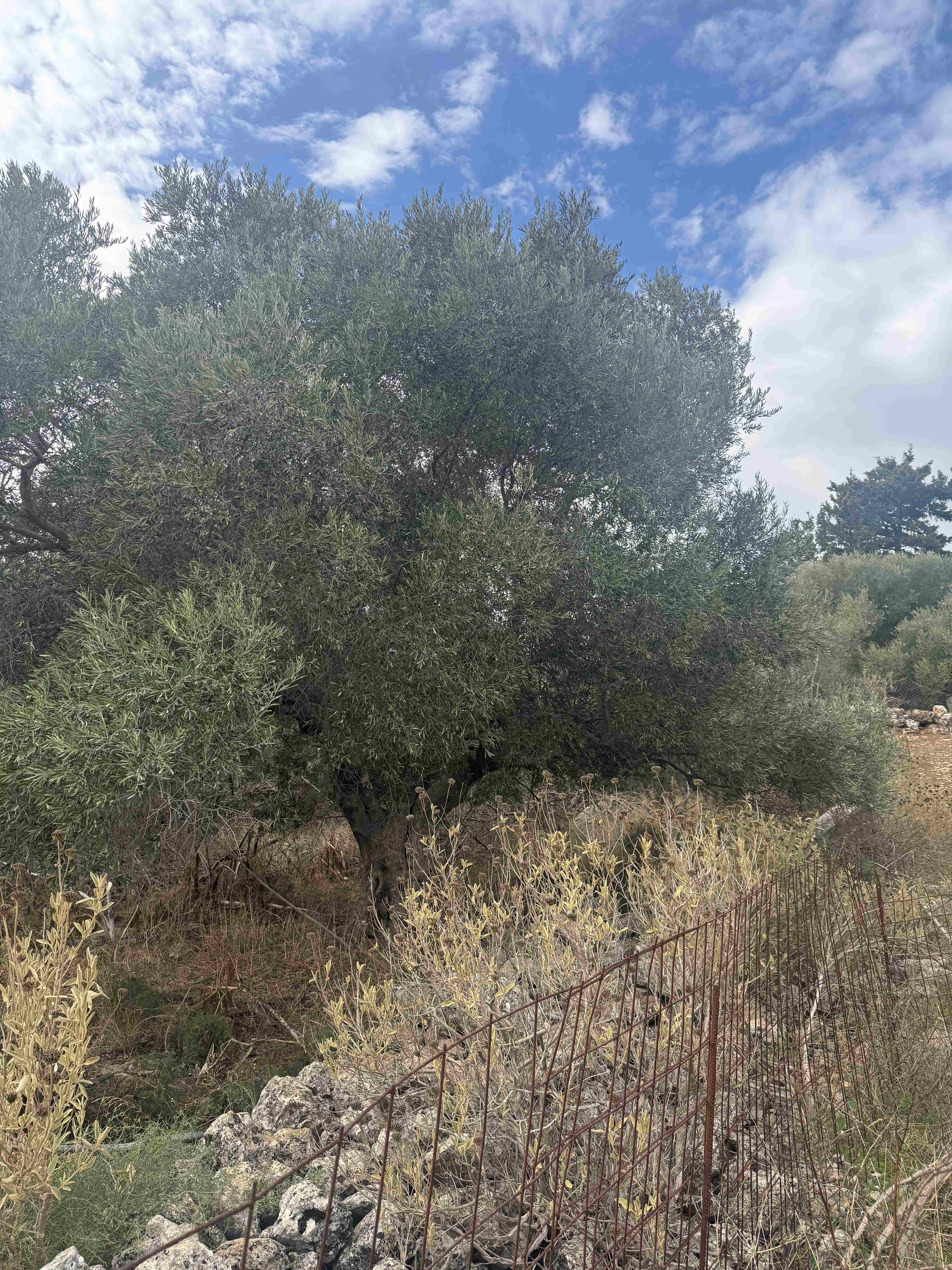 Αγροτεμάχιο  σε πλειστηριασμό Δήμος Αποκορώνου 
