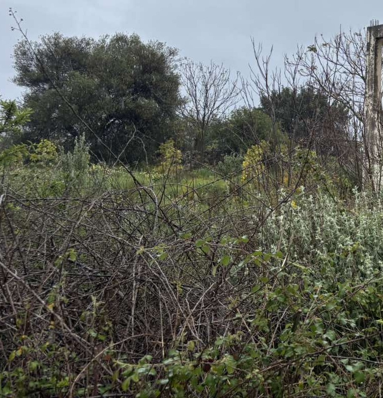 Οικόπεδο  σε πλειστηριασμό Δήμος Αποκορώνου 