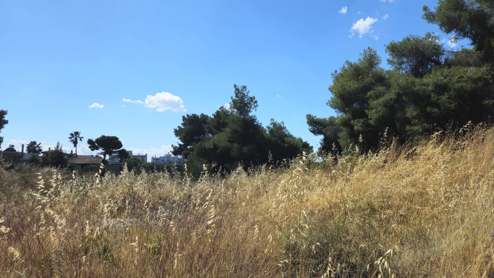 photo1