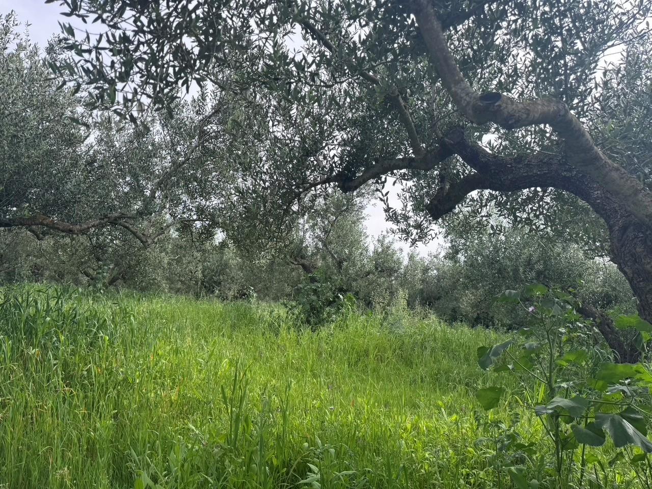 Αγροτεμάχιο με κτίσμα  σε πλειστηριασμό Δήμος Τριφυλίας