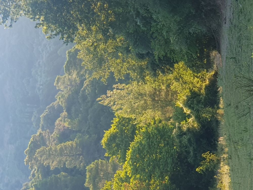 Αγροτεμάχιο  σε πλειστηριασμό Δήμος Ναυπακτίας 