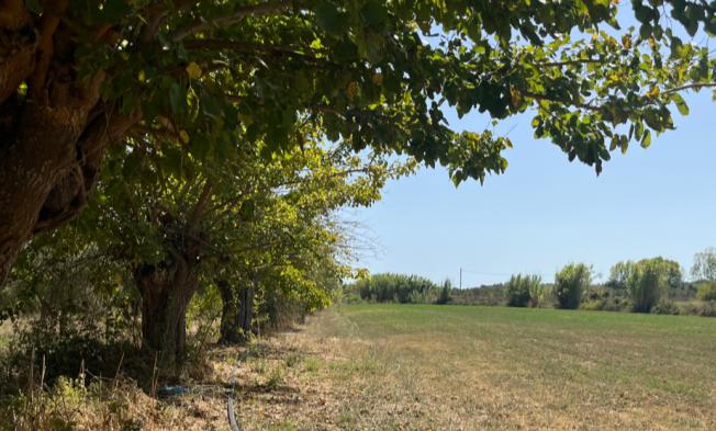 Αγροτεμάχιο  σε πλειστηριασμό Δήμος Μεσσήνης