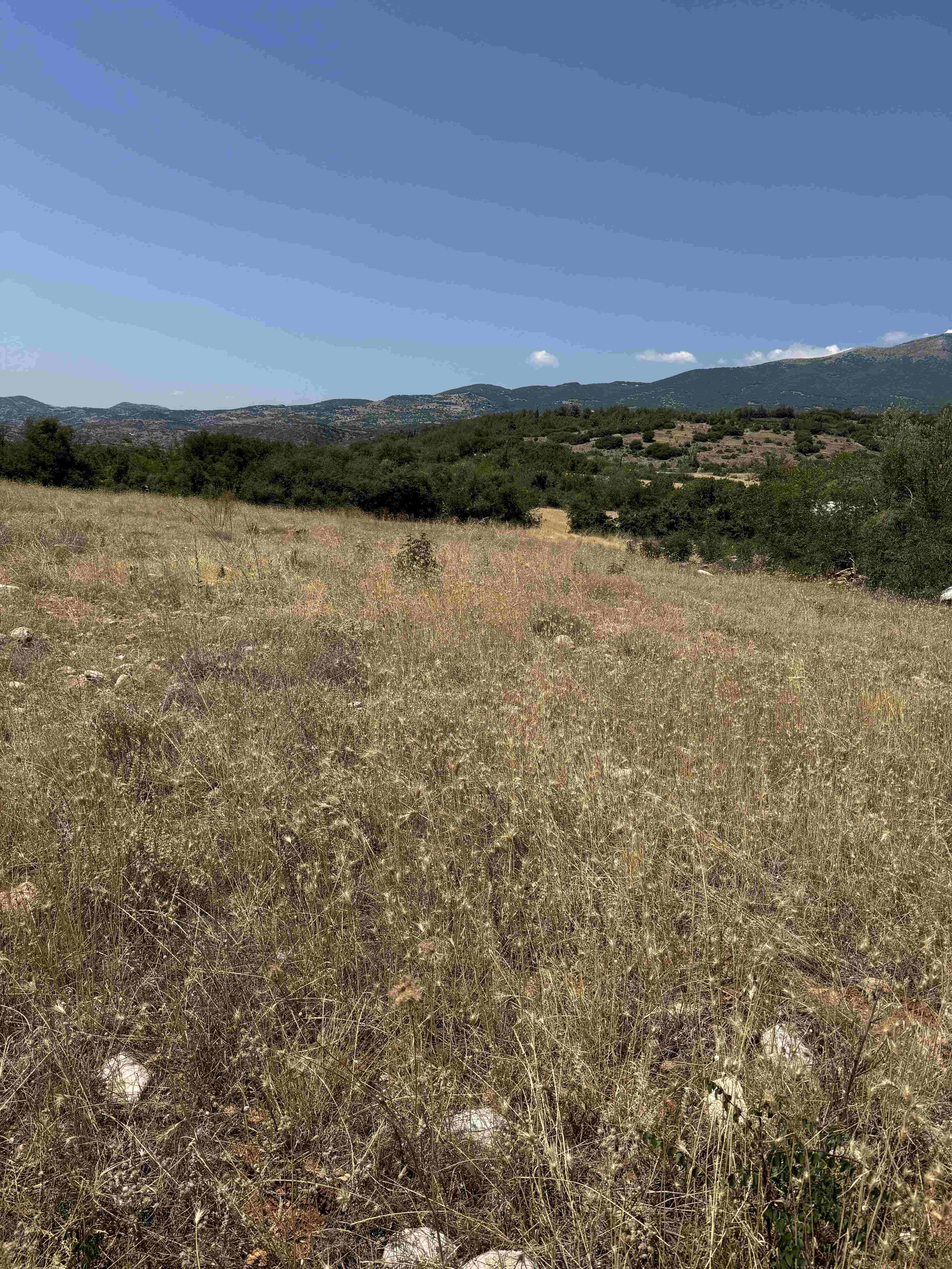 Αγροτεμάχιο  σε πλειστηριασμό Δήμος Εμμανουήλ Παππά