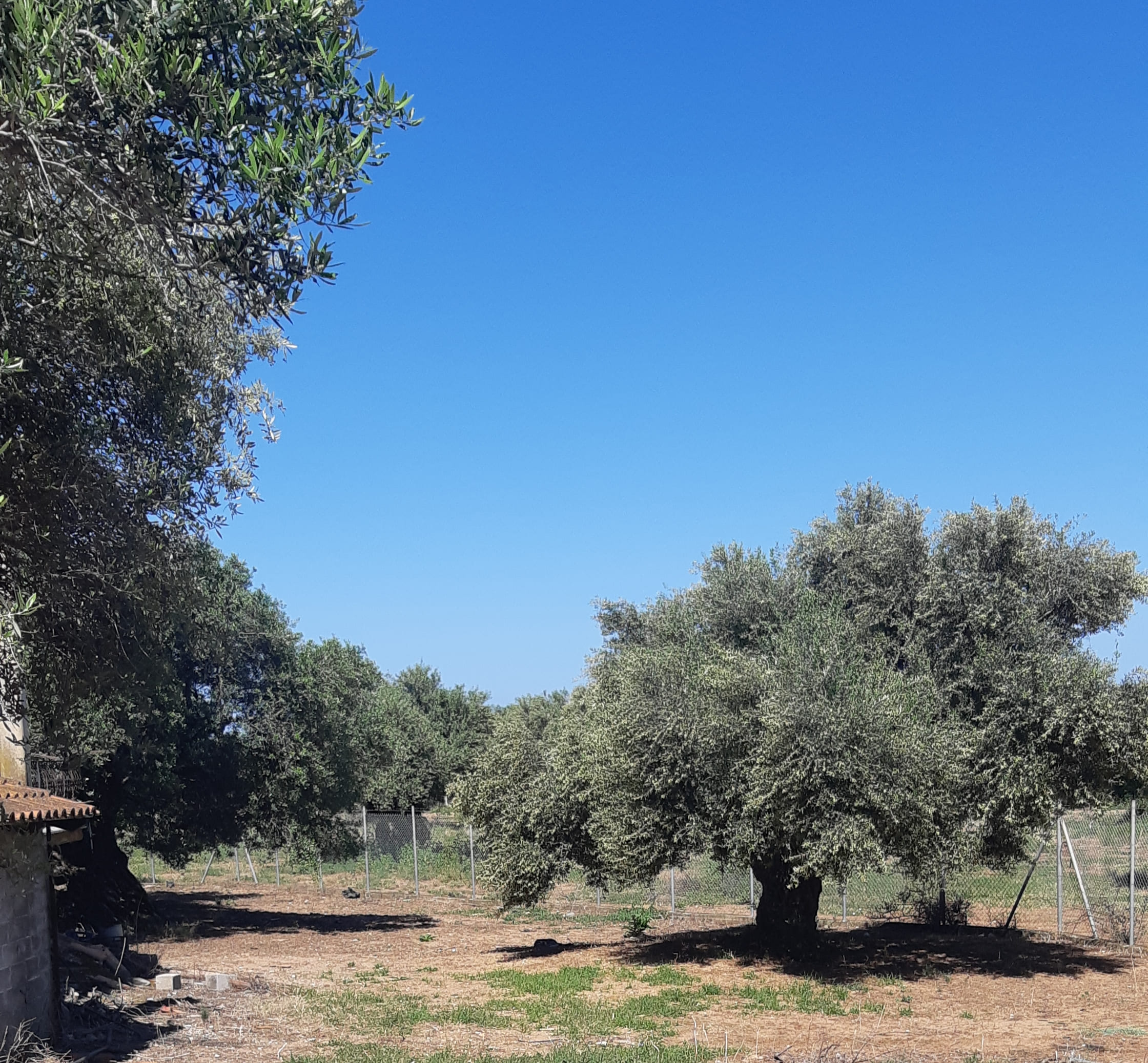 Αγροτεμάχιο με κτίσμα  σε πλειστηριασμό Δήμος Τριφυλίας