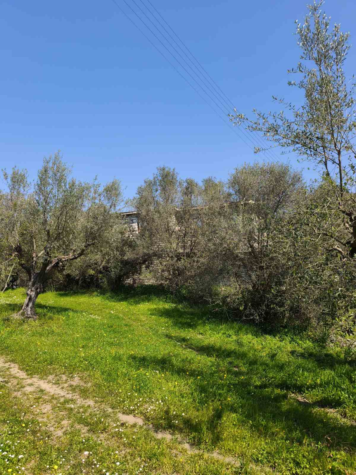 Οικόπεδο με κτίσμα  σε πλειστηριασμό Δήμος Ζαχάρως