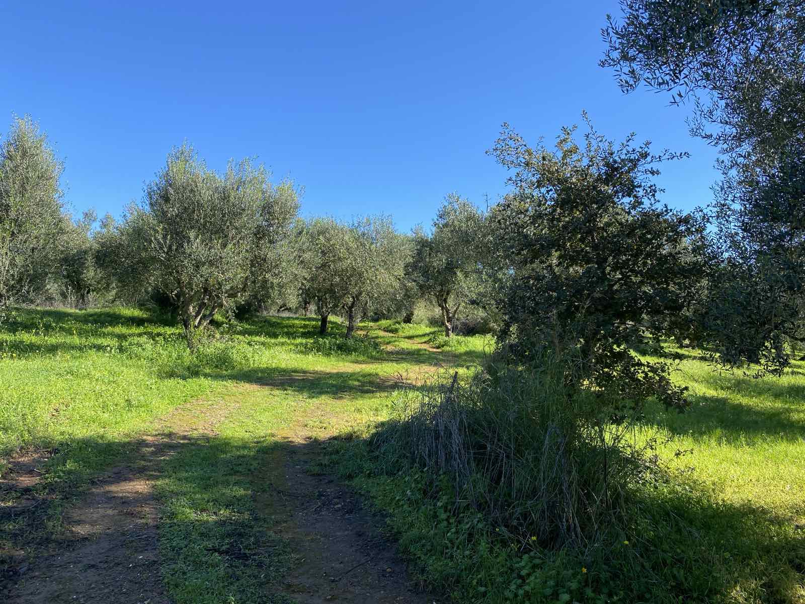 Αγροτεμάχιο 6500 τ.μ. σε πλειστηριασμό Δήμος Ήλιδας