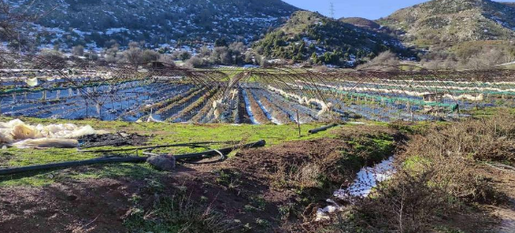 Αγροτεμάχιο  σε πλειστηριασμό Δήμος Δυτικής Αχαΐας