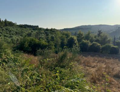 photo0