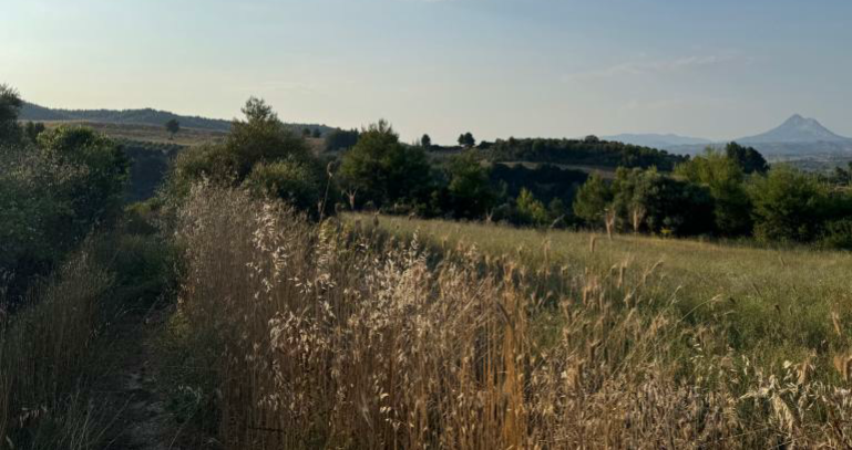Αγροτεμάχιο  σε πλειστηριασμό Municipality of Pyrgos