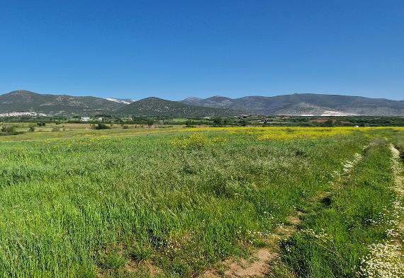 Αγροτεμάχιο  σε πλειστηριασμό Δήμος Νέστου