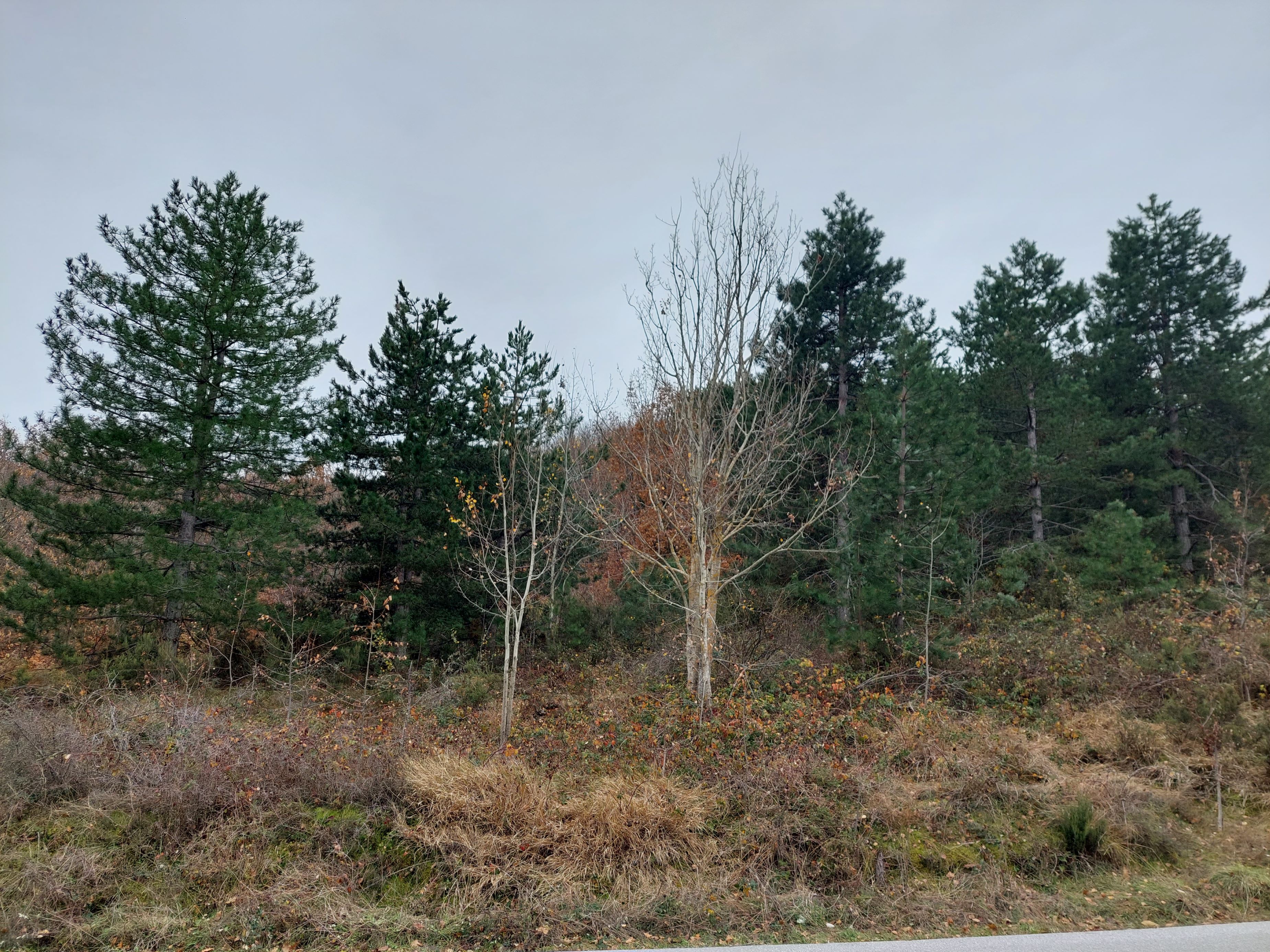 photo0