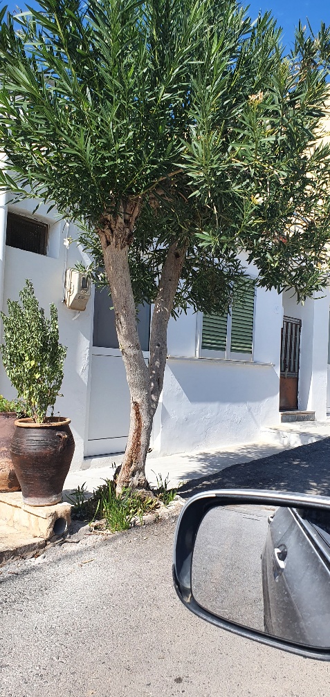 Κατοικία  σε πλειστηριασμό Δήμος Σητείας