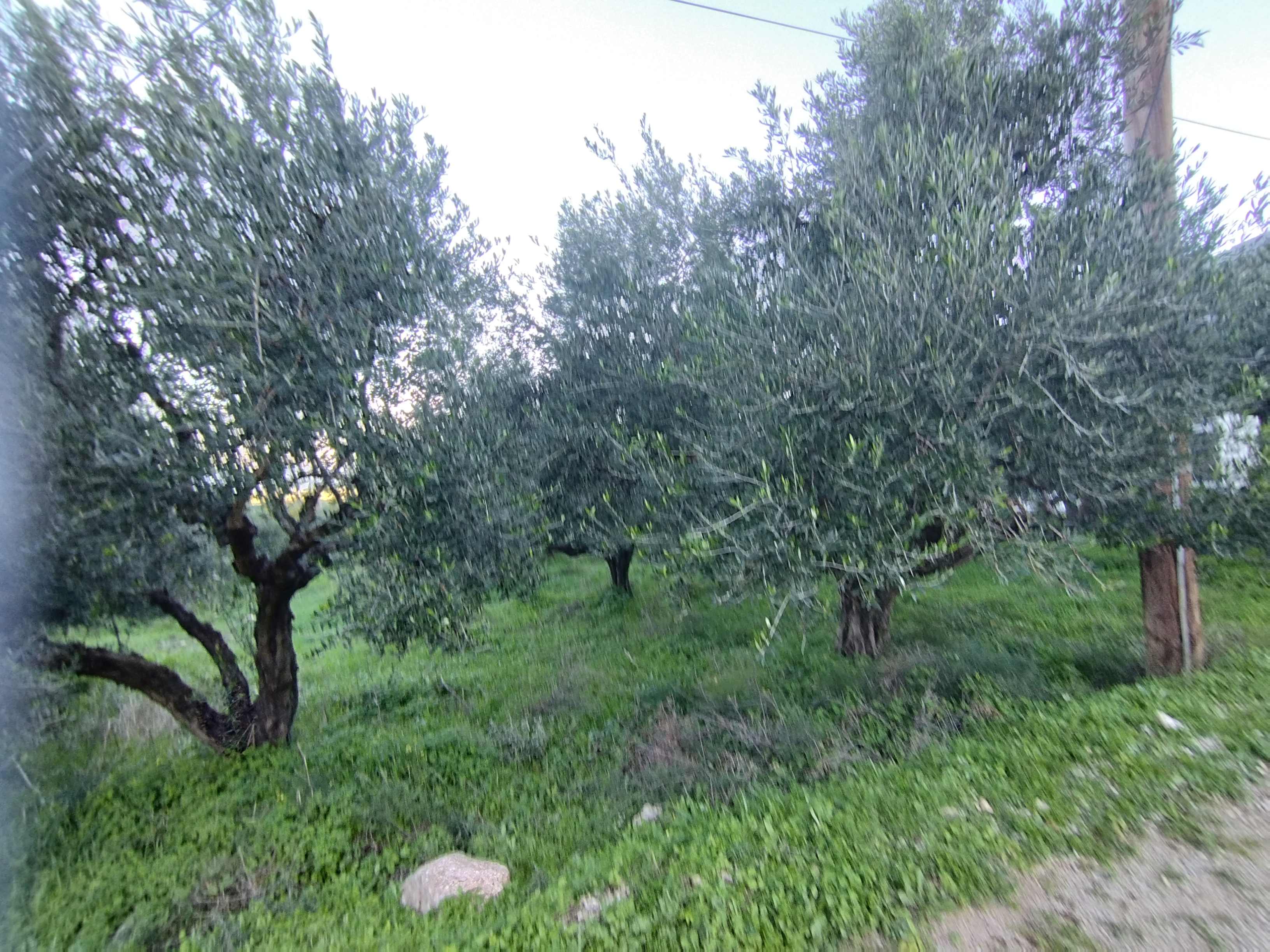 photo0