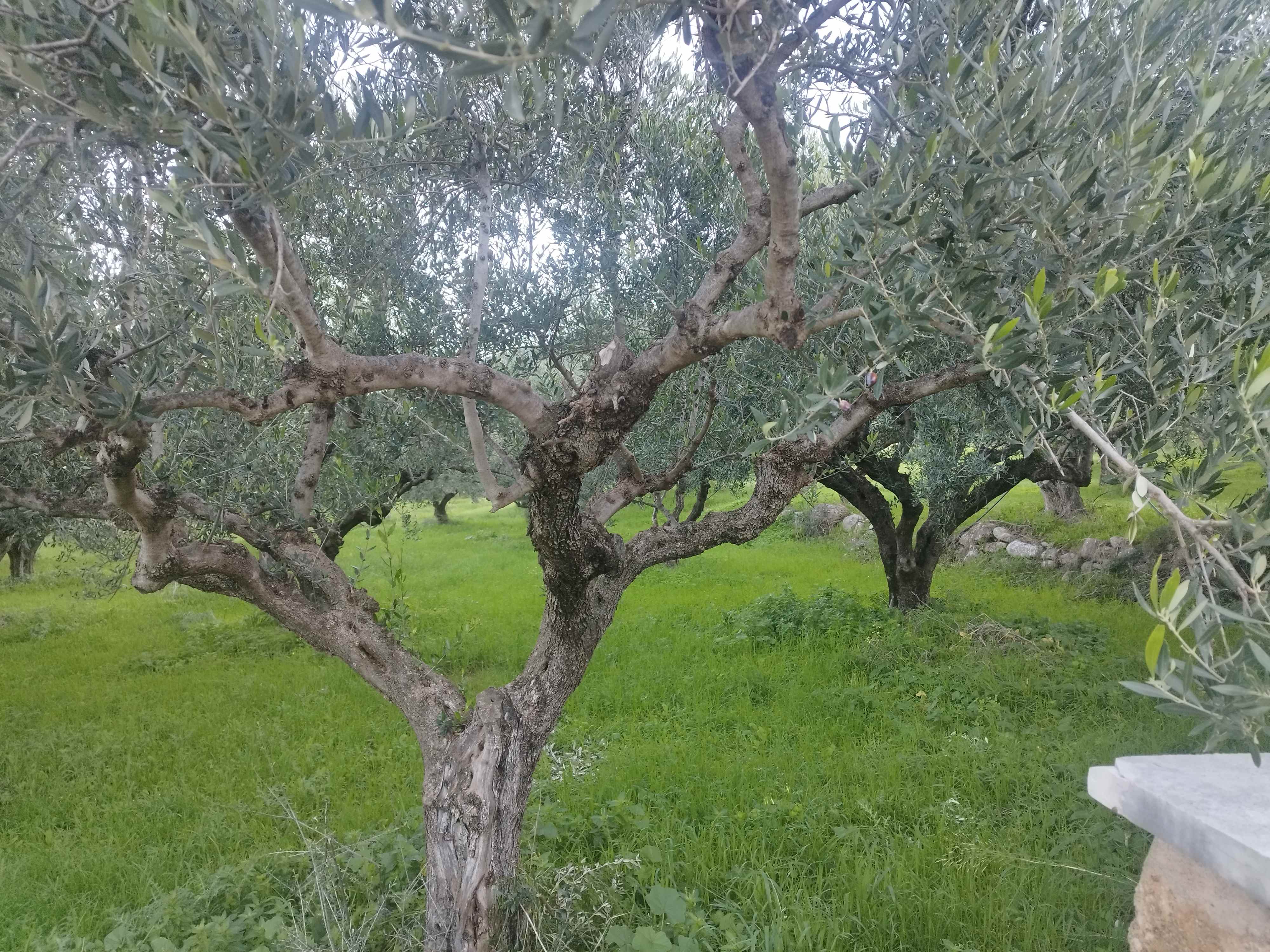photo0