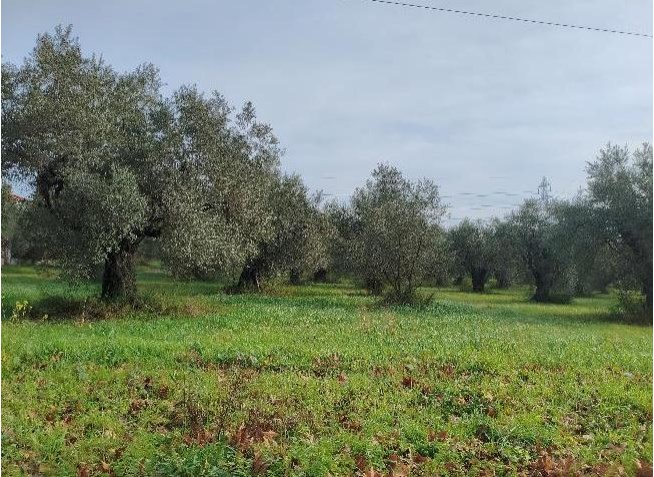 Οικόπεδο  σε πλειστηριασμό Δήμος Καμένων Βούρλων