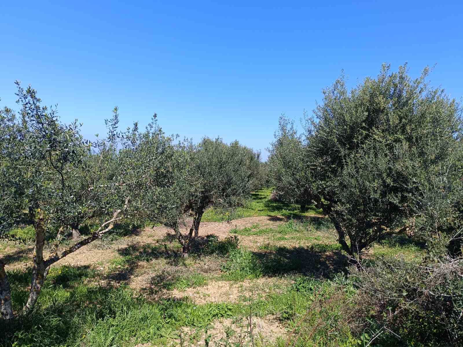 Αγροτεμάχιο  σε πλειστηριασμό Δήμος Ανδραβίδας - Κυλλήνης