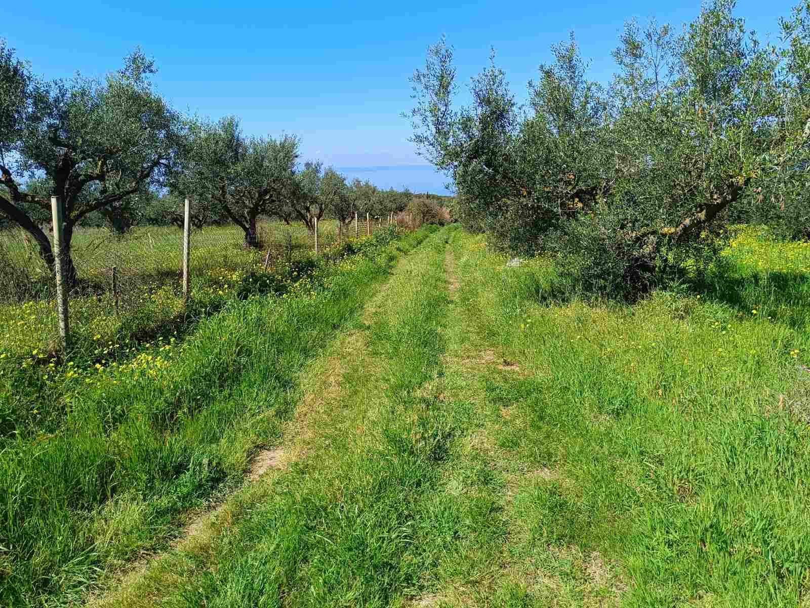Αγροτεμάχιο 2500 sq.m. σε πλειστηριασμό Municipality of Andravida - Kyllini