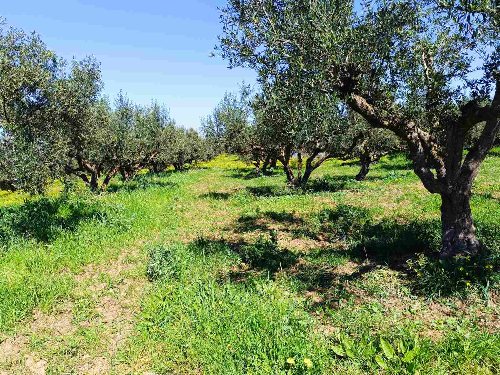 Αγροτεμάχιο 2000 sq.m. σε πλειστηριασμό Municipality of Andravida - Kyllini