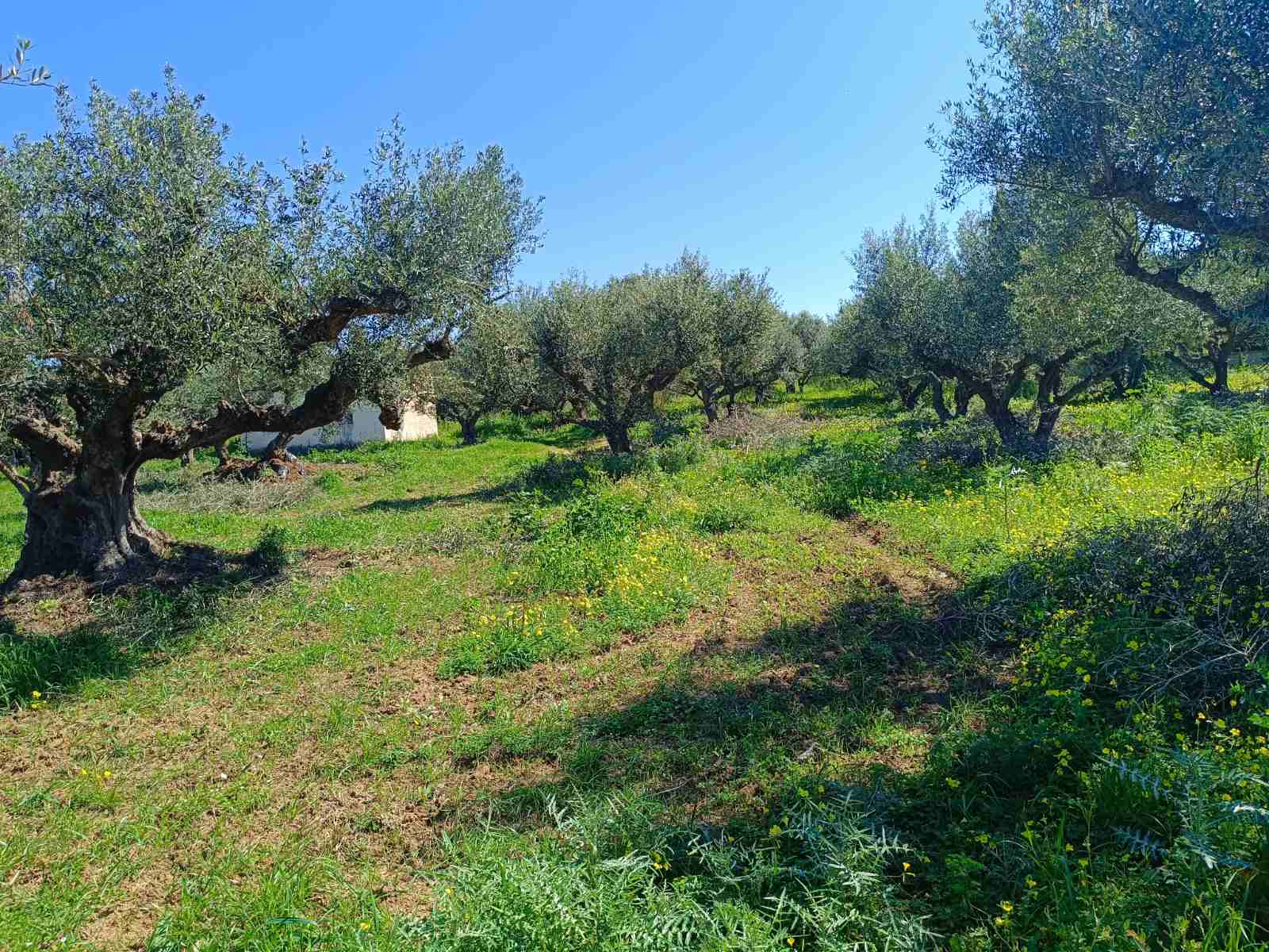 Αγροτεμάχιο  σε πλειστηριασμό Municipality of Andravida - Kyllini