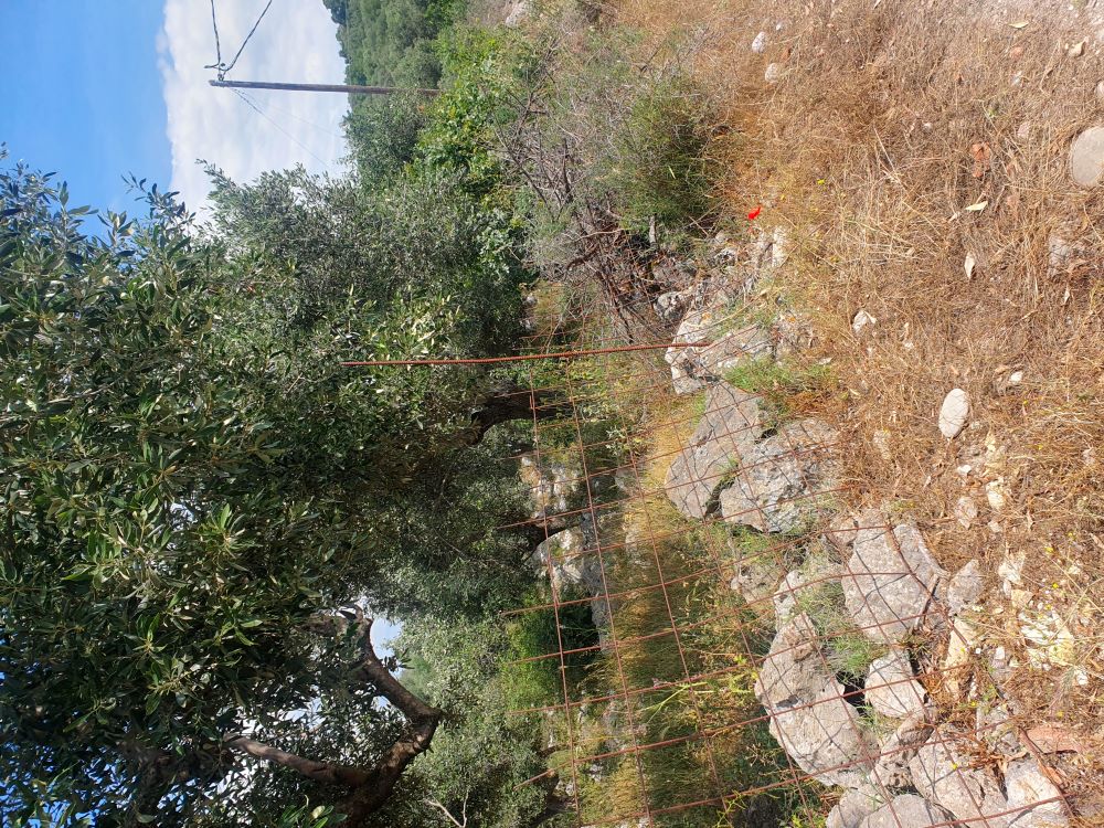 photo1