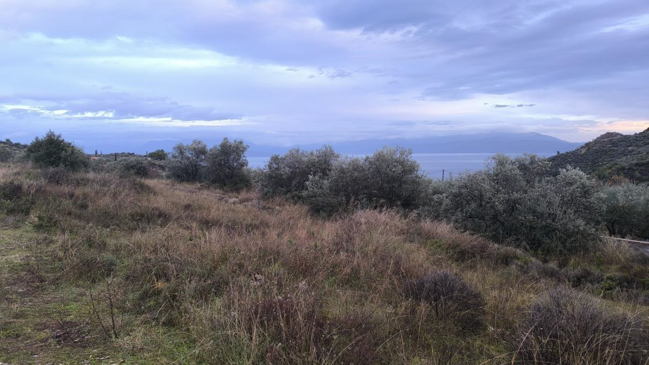 photo0