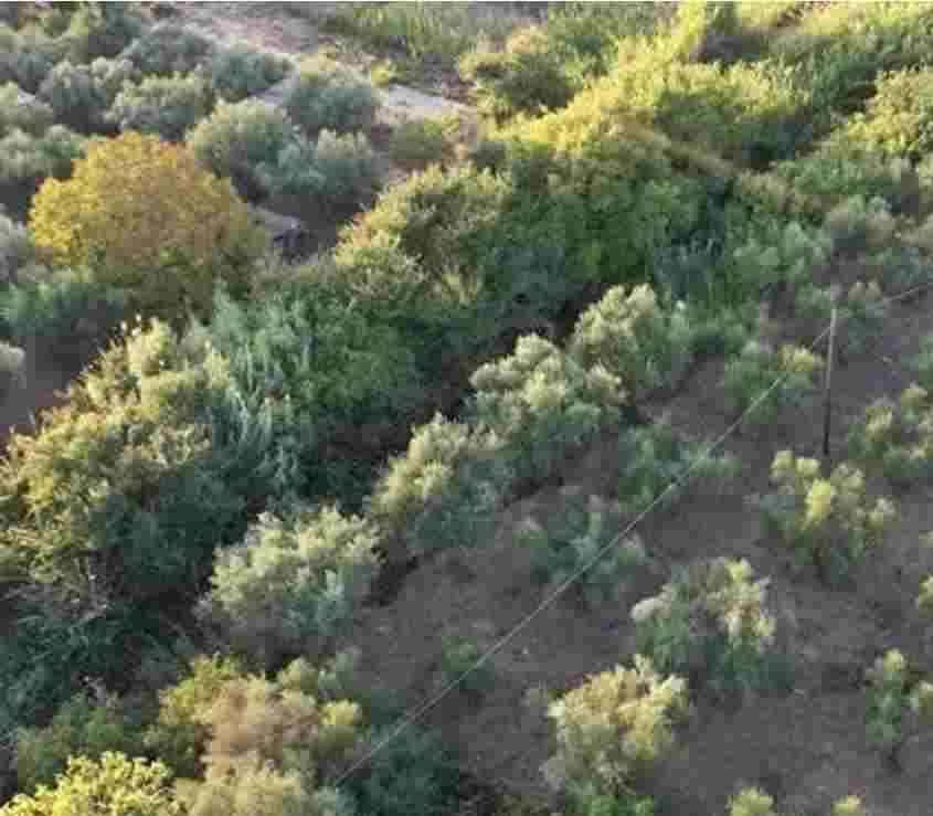 Αγροτεμάχιο  σε πλειστηριασμό Municipality of the Holy City of Messolonghi