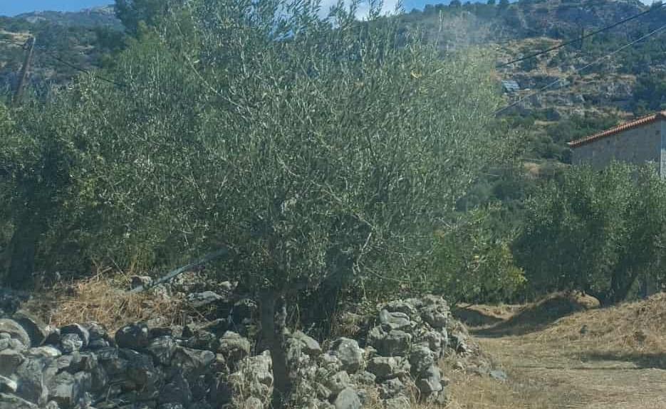 Οικόπεδο  σε πλειστηριασμό Municipality of West Mani