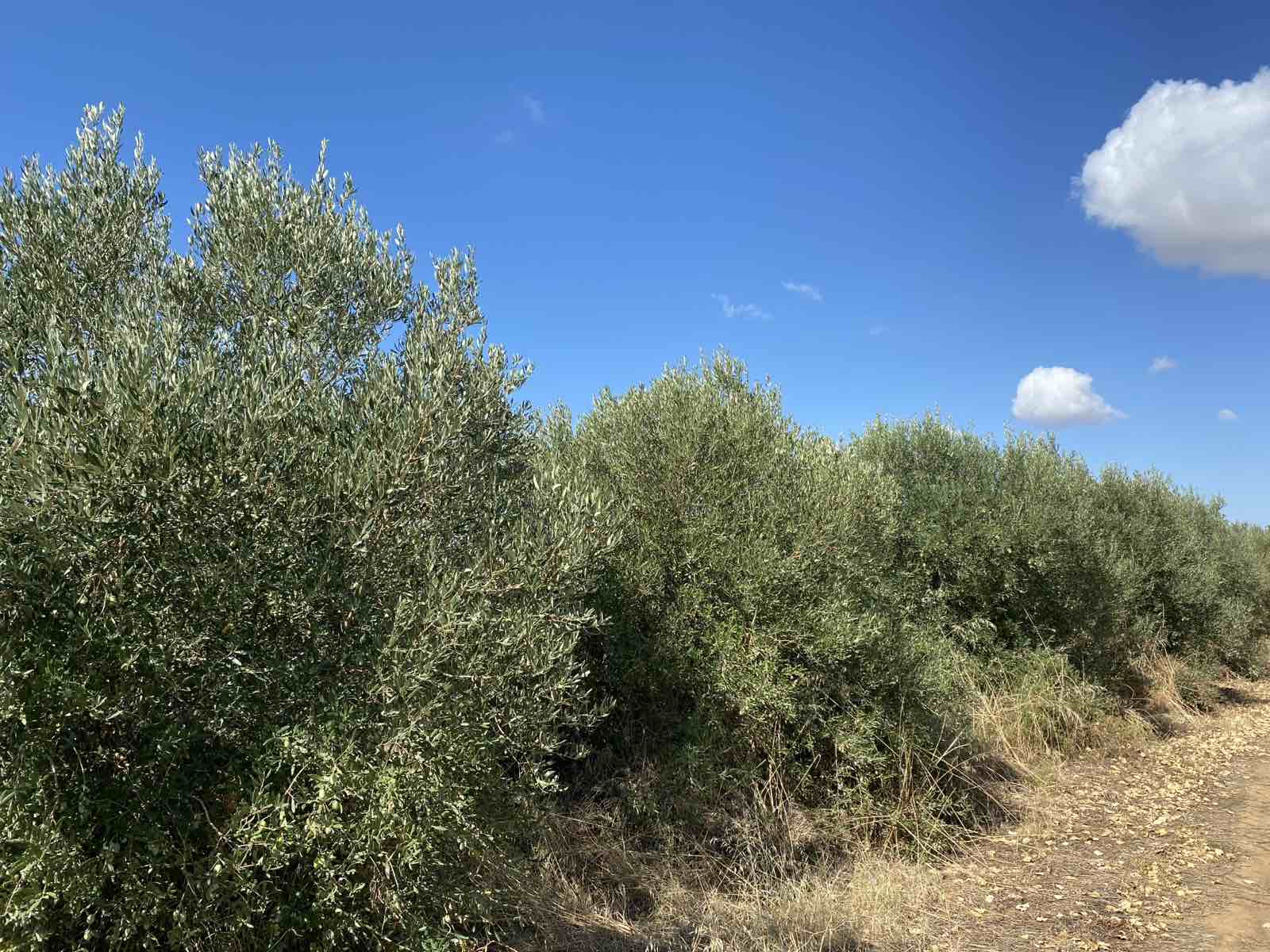 Οικόπεδο  σε πλειστηριασμό Municipality of Nea Propontida