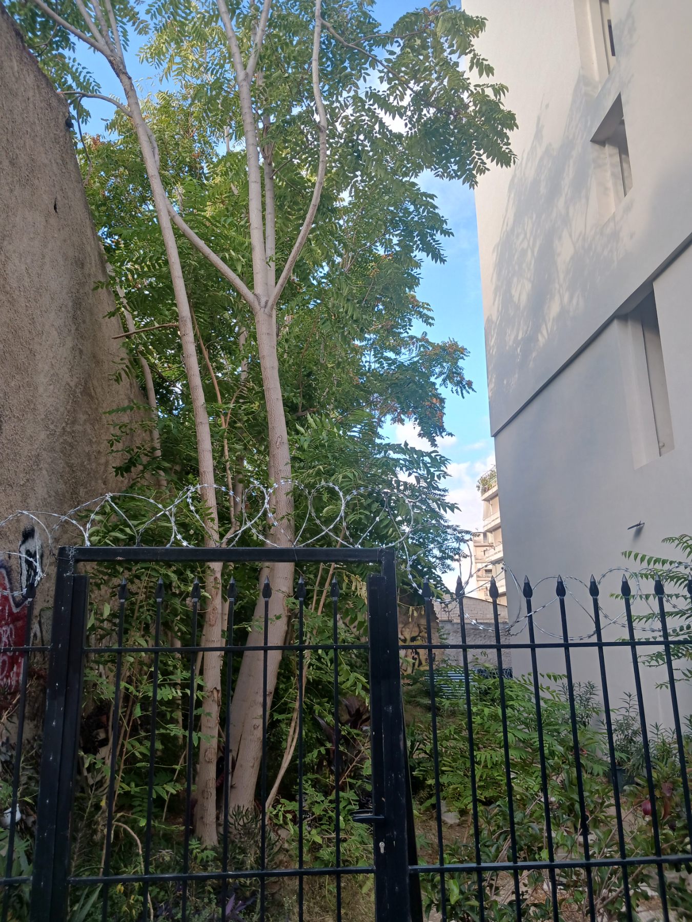 Οικόπεδο  σε πλειστηριασμό Δήμος Αθηναίων