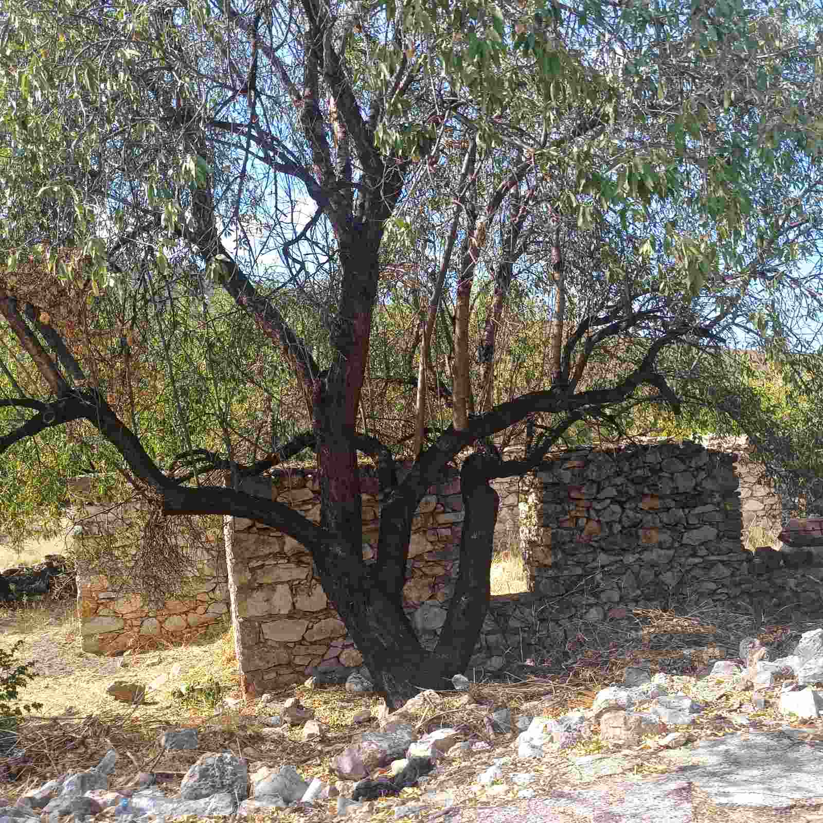 Αγροτεμάχιο 144 sq.m. σε πλειστηριασμό Municipality of Hermionida