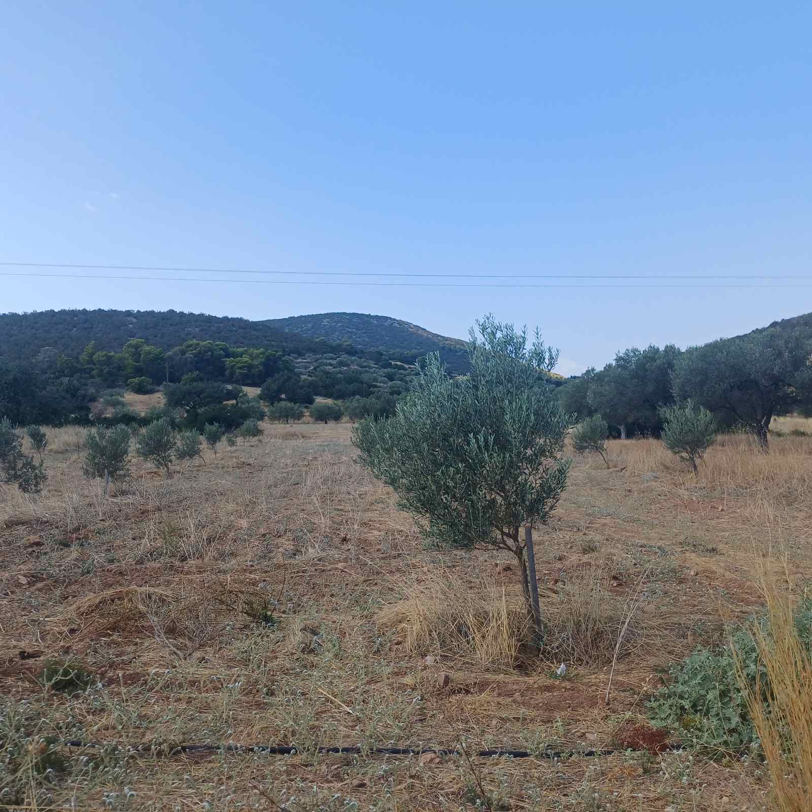 Αγροτεμάχιο 121 sq.m. σε πλειστηριασμό Municipality of Hermionida