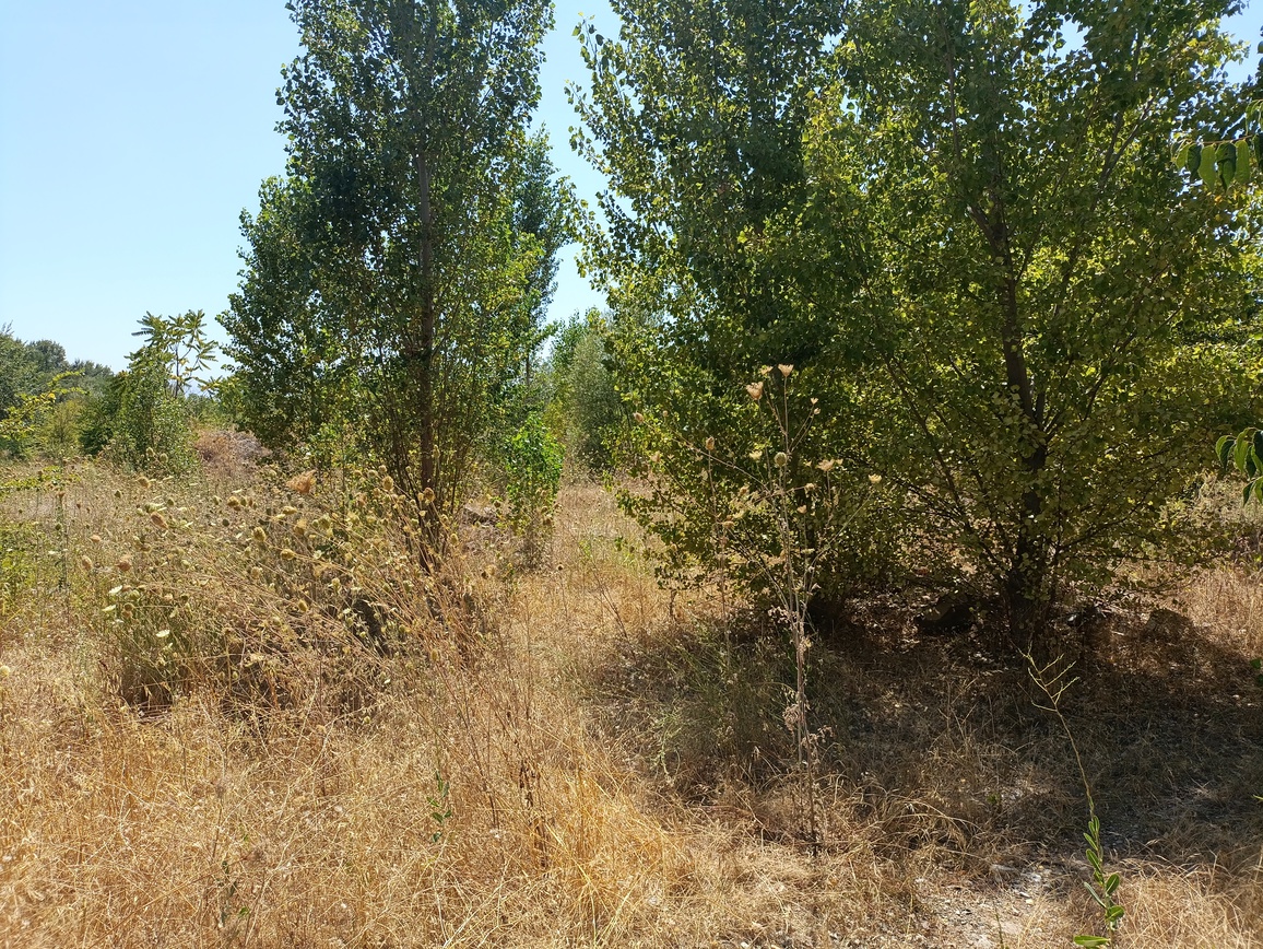 Οικόπεδο 2797 τ.μ. σε πλειστηριασμό Δήμος Τρικκαίων