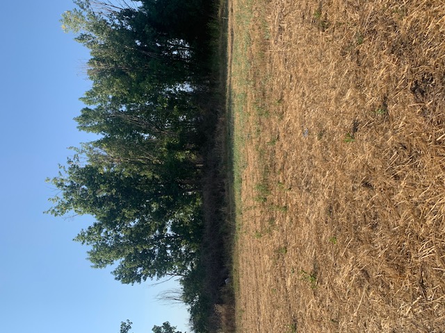 Οικόπεδο 1971 τ.μ. σε πλειστηριασμό Δήμος Ορχομενού