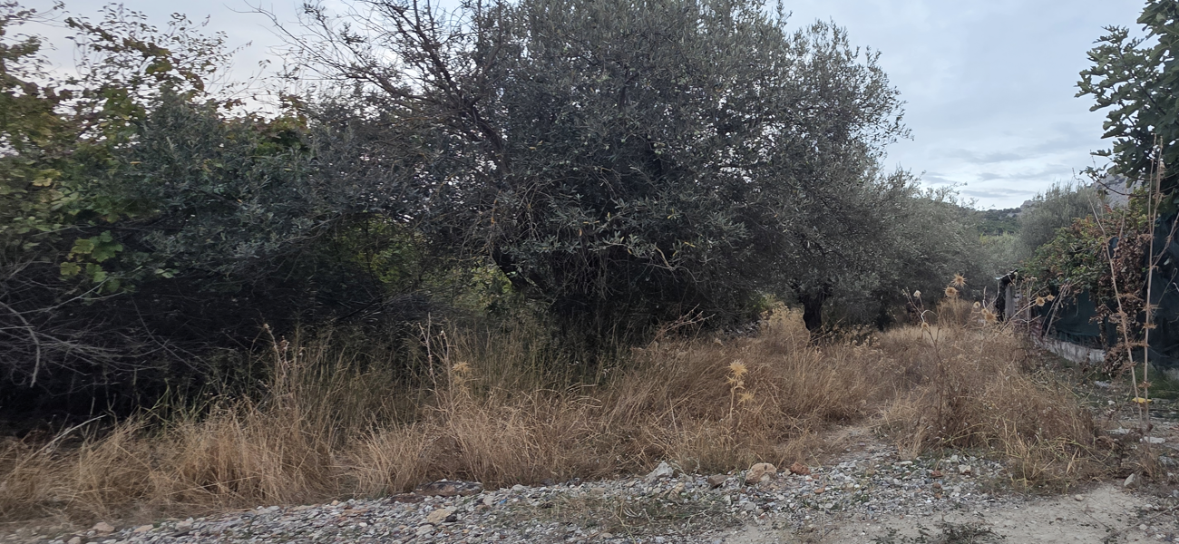 Αγροτεμάχιο  σε πλειστηριασμό Δήμος Ρόδου