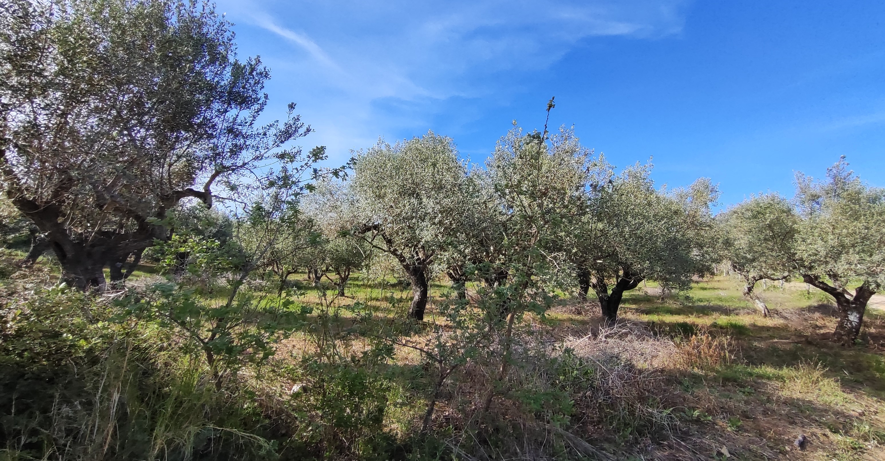Αγροτεμάχιο  σε πλειστηριασμό Δήμος Τριφυλίας