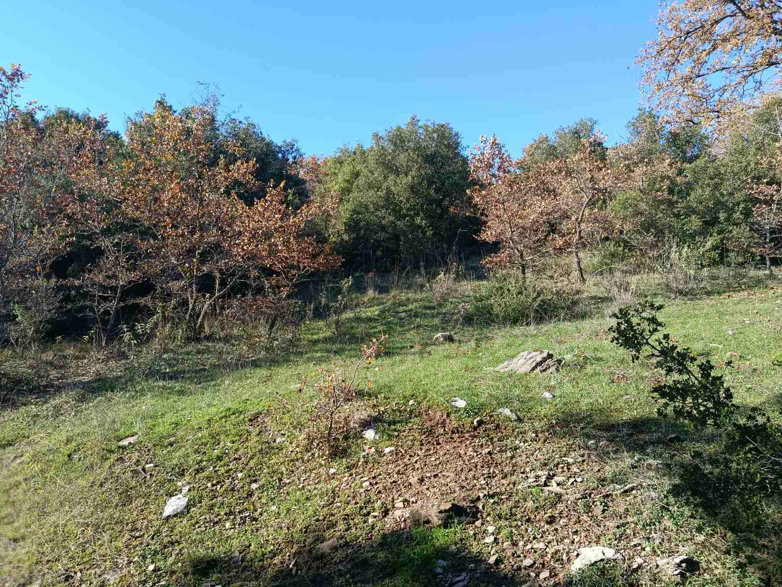 Αγροτεμάχιο  σε πλειστηριασμό Municipality of Ancient Olympia