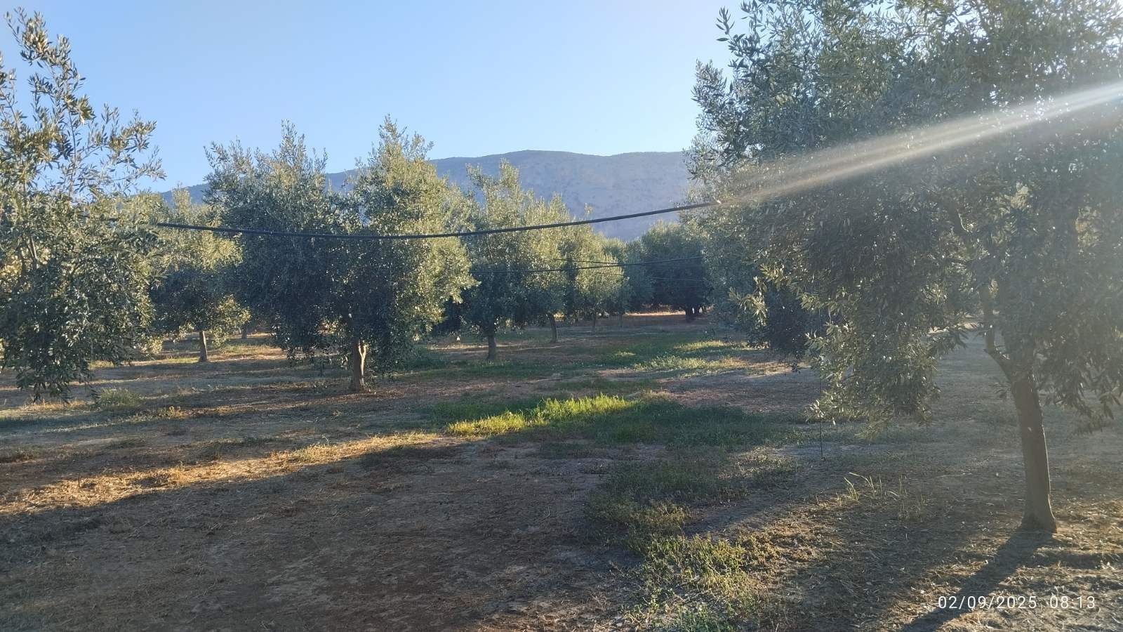 Αγροτεμάχιο  σε πλειστηριασμό Δήμος Ιεράς Πόλης Μεσολογγίου