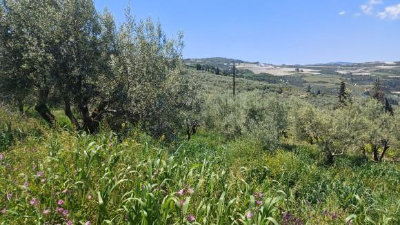 Αγροτεμάχιο 550 τ.μ. σε πλειστηριασμό Δήμος Βέλου - Βόχας