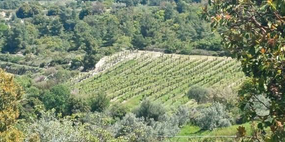 Αγροτεμάχιο 896.80 τ.μ. σε πλειστηριασμό Δήμος Βέλου - Βόχας