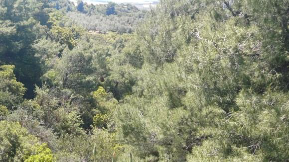 Αγροτεμάχιο 220.15 τ.μ. σε πλειστηριασμό Δήμος Βέλου - Βόχας