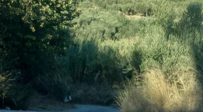 Αγροτεμάχιο  σε πλειστηριασμό Δήμος Καλαμάτας