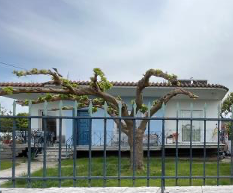 Οικόπεδο με κτίσμα  σε πλειστηριασμό Δήμος Αρταίων