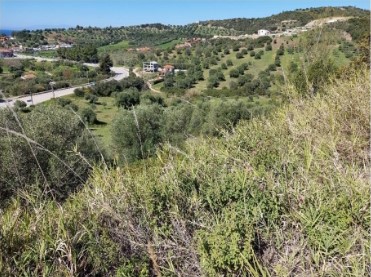 Αγροτεμάχιο 20000 τ.μ. σε πλειστηριασμό Δήμος Κασσάνδρας